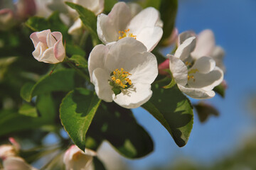 white flowers of blossoming apple tree with blue sky in park