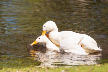 Male ducks disputing the beautiful bird in white.