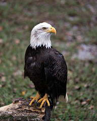 Bald Eagle Stock Photos.  Bald Eagle perched on a log displaying its body, head, eye, beak, talons, and plumage with a blur background  in its habitat and environment. Picture. Portrait. Image.