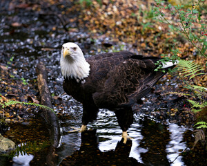 Bald Eagle Stock Photos. Bald Eagle in the water displaying its body, head, eye, beak, talons with...