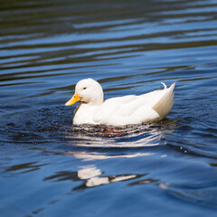 White duck enjoying the lake.