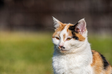 The muzzle of a yellow white and black mixed color domestic cat. The cat is looking at the camera. tired cat