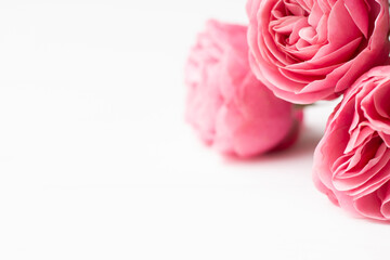 Pink delicate roses Leonardo da Vinci sort on a white surface. Copy space.
