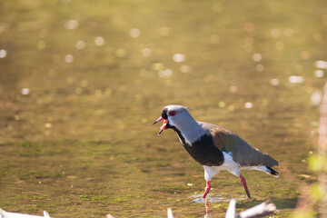 southern Lapwing in Patagonia. Tero Bird. 