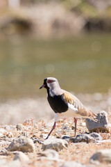 southern Lapwing in Patagonia. Tero Bird. 