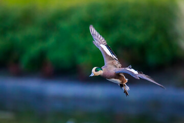 Striking Male Wigeon Duck Banks Hard Coming in for a Landing