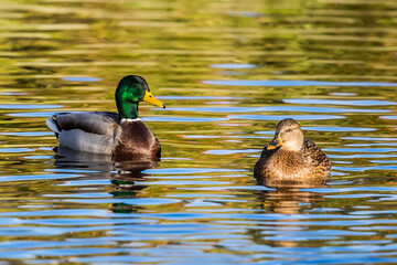 Mallard Drake and Hen Relax on a Quiet Fall Pond