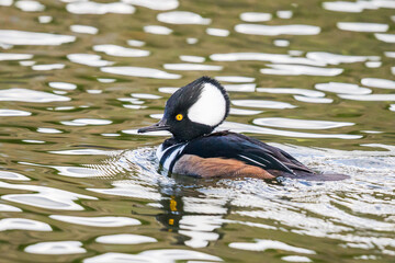 Handsome Male Hooded Merganser Swims on Dappled Water Displaying His Hoodie