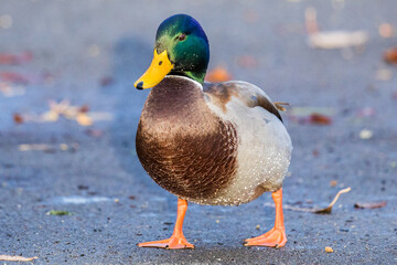 Close-Up Shot of a Handsome Male Mallard Duck Waddling Along