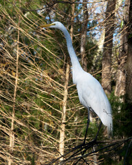 Great White Egret Stock Photo.  Great White Egret bird perched. Image. Picture. Portrait.  Forest background.