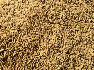 Paddy or rice seeds' drying in the northern part of  Thailand.