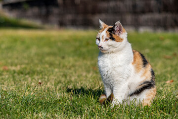 A portrait of a yellow white and black mixed colors domestic cat. The cat is looking camera. green blur background, at the park, on grass