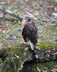 Obraz premium Hawk stock photo. Image. Portrait. Picture. Hawk bird perched on branch withblur background. Hawk bird close-up profile.