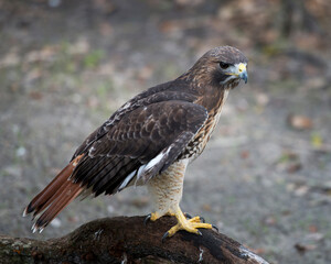 Hawk stock photo. Hawk close-up profile view perched on a tree branch displaying brown feathers plumage, head, with a blur background in its habitat and environment.  Image. Portrait. Picture.