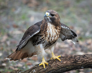 Hawk stock photo.  Hawk perched  on a tree branch displaying spread wings, body, head, beak, brown feather plumage with a blur background in its habitat and environment. Image. Picture. Portrait.
