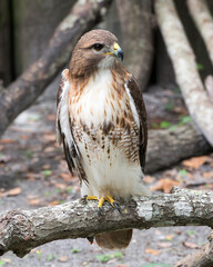 Hawk stock photo.  Hawk close-up profile view perched on a tree branch displaying brown feathers plumage, head, talons, with a blur background in its habitat and environment. Image. Portrait. Picture.