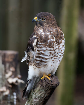 Hawk stock photo. Hawk bird close-up profile view perched on a tree branch displaying brown feathers plumage,  talons with a blur background in its habitat and environment. Image. Portrait. Picture.