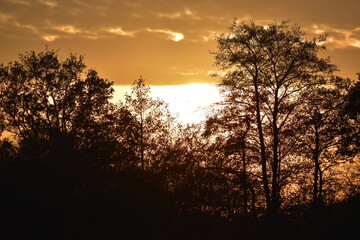Fototapeta na wymiar Sunset through the trees, silhouettes of the trees against the sunset horizon, England 