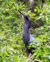 Little Blue Heron Stock Photos. Little Blue Heron close-up profile view perched with a foliage, looking towards the sky in habitat and environment displaying blue feathers plumage. Picture. Image. 
