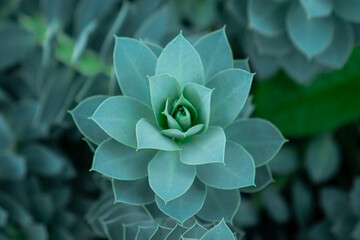 Green Succulent Plants