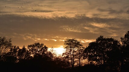 Sunset through the trees, silhouettes of the trees against the sunset horizon, England 