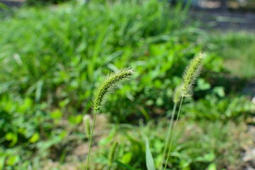 草原のネコジャラシ