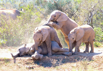 Addo Elephant National Park: elephant calves at play with one mounting the other in a display of dominance