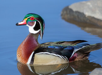 Close up of a colorful Wood Duck stretching his neck and making eye contact while floating in a calm blue water pond.