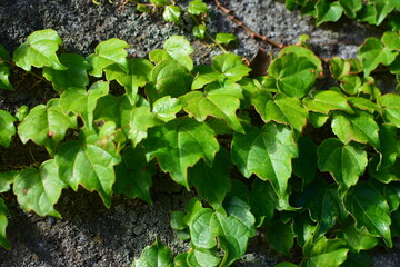 ツタの緑色の葉が生い茂る