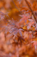Orange leaves of Japanese maple in autumn.