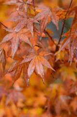 Bright orange leaves of the Japanese maple, wet from the rain.
