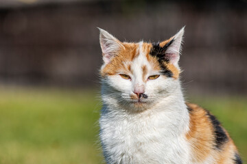 A cat napping on the grass in a sunny day