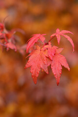 Raspberry leaves of Japanese maple.