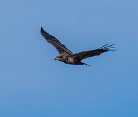 eagle in flight