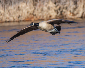 goose in flight