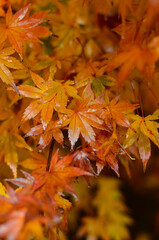 Bright orange leaves of the Japanese maple, wet from the rain.