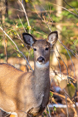 Young White-tailed deer (Odocoileus virginianus) in central Wisconsin at the end of October