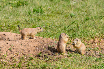 prairie dogs eating