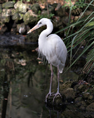 White Heron stock photo. White Heron close-up profile view standing on moss rock displaying body, head, long neck, beak, in its environment and habitat with a blur foliage background. Image. Picture.