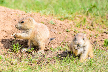 prairie dog in the grass