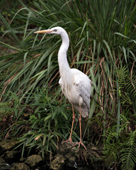 White Heron Stock Photos. White Heron standing on moss rock by the water displaying beautiful white colour feathers plumage, beak,with a foliage background in its environment and habitat. Image. 