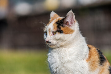 A portrait of a yellow white and black mixed colors domestic cat. The cat is looking camera. green blur background, at the park, on grass