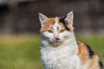 A portrait of a yellow white and black mixed colors domestic cat. The cat is looking camera. green blur background, at the park, on grass