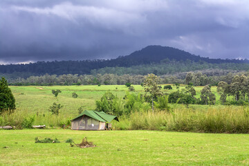 Landscape of Grassland and trees in Thung Salaeng Luang National Park Phetchabun province Thailand.