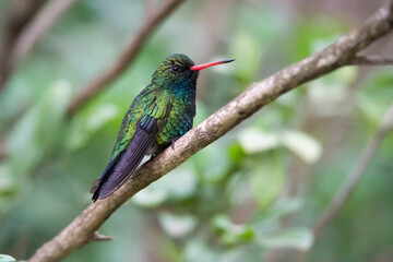 Besourinho-de-bico-vermelho (Chlorostilbon lucidus)