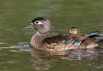 A Wood Duck hen swims by showing beautifully colorful wing feathers, with one baby duckling softly visible in the background.