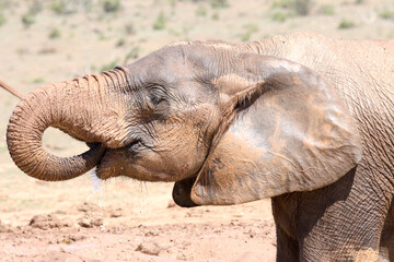 Addo Elephant National Park: elephant drinking water