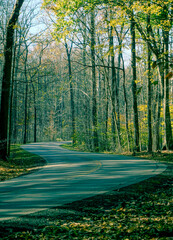 winding road through autumn forest