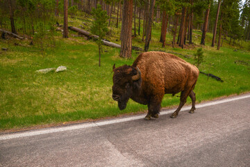 buffalo in the field