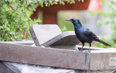 Addo Elephant National Park: Red-winged starling perched on primate proof trash can